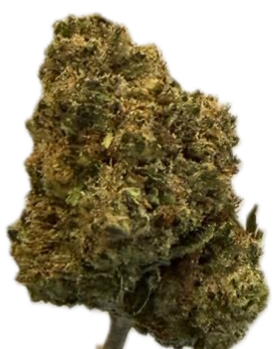slouu 22/1 ZKS CA Z Kush slouu 22/1 ZKS CA Z Kush