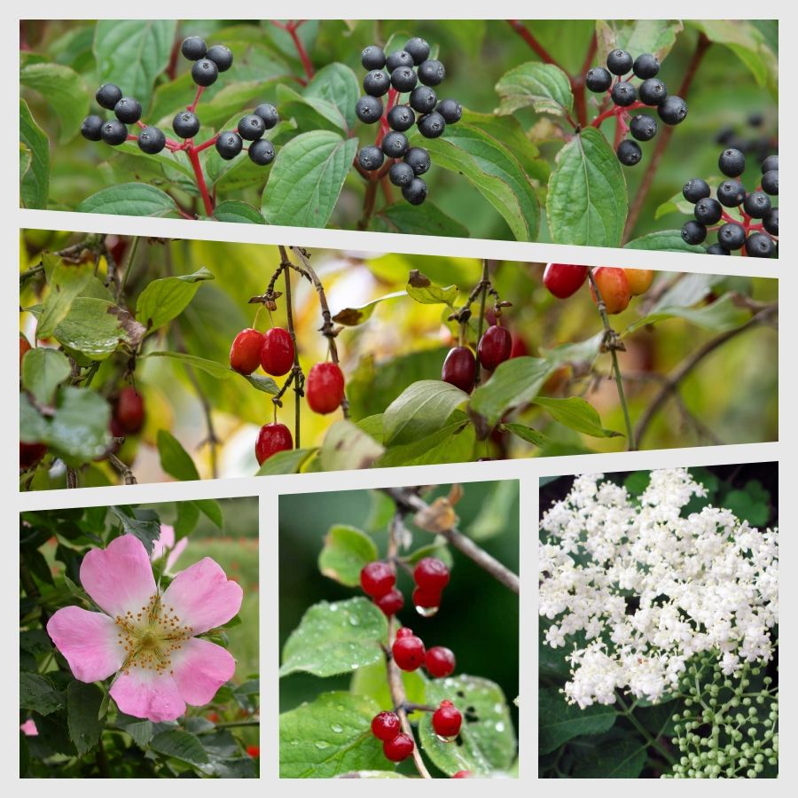 Biodiversitätshecke Biodiversitätshecke