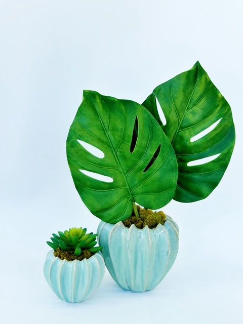 Baby Blue (Small)