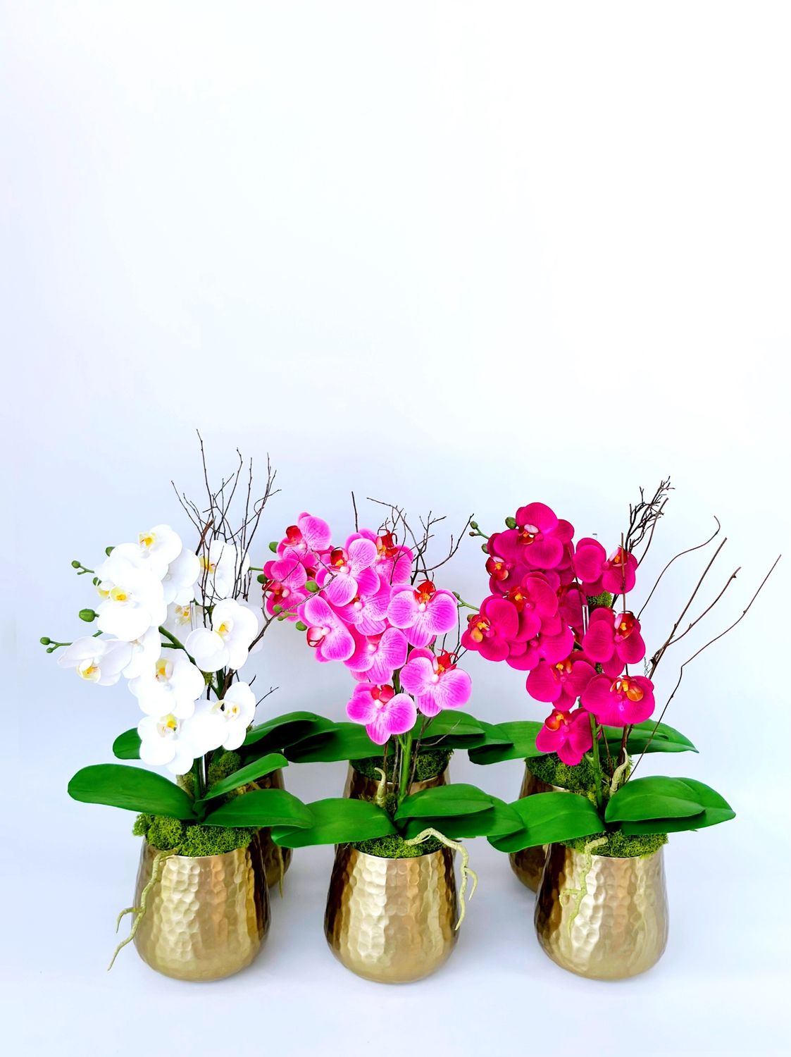 Golden Orchid Garden