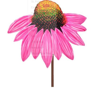 Fanciful Pink Cornflower