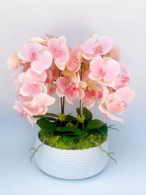 Pink Lady
