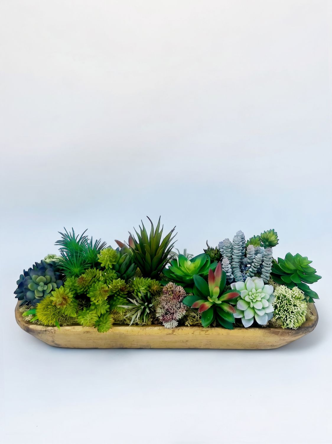 The Succulent Life