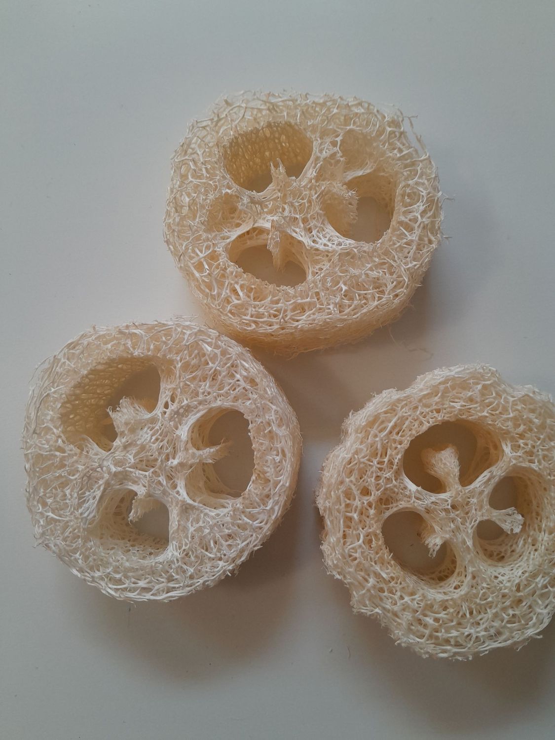 Luffa - Scheibe