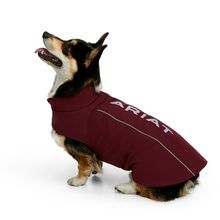 TEAM SOFTSHELL DOG JACKET WINDSOR WINE