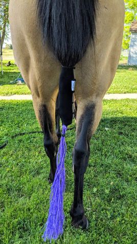 THE TAIL BOOT