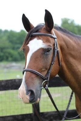 FANCY RAISED SNAFFLE B HORSE
