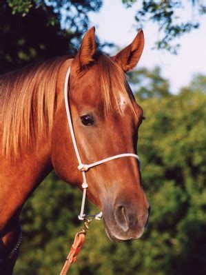 MARTIN SADDLERY ROPE HEADSETTER TIEDOWN