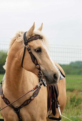 Breast Collar&amp; Headstall