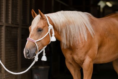 Halters