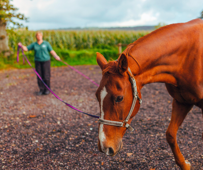 Lunging