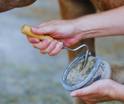 Hoof Care