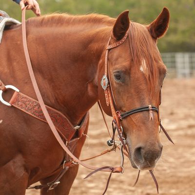 Reins