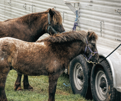 Halter/Lead Ropes