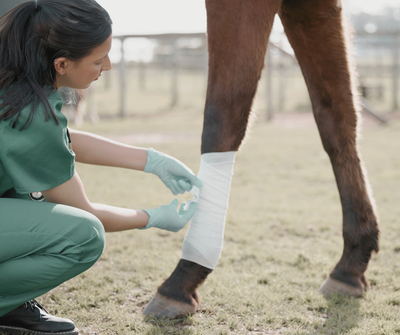 Vet Care