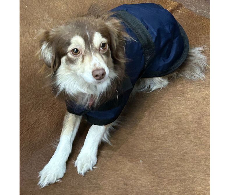 DOG JACKET