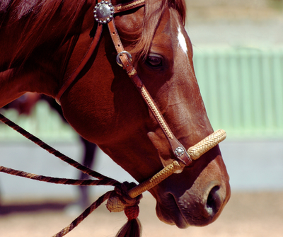 Hackamore/Bosal