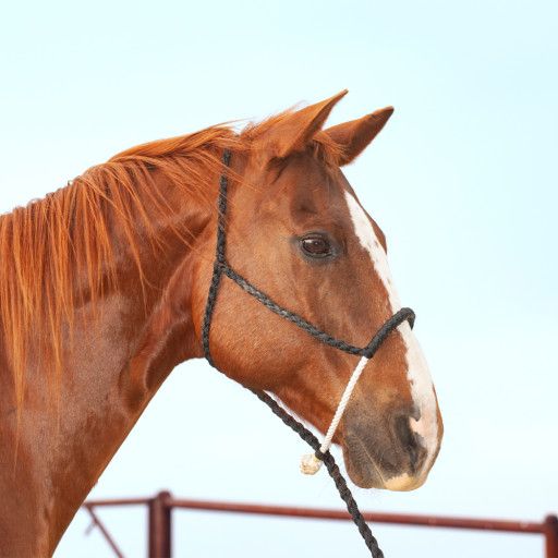 CLASSIC EQUINE ROPE NOSE HALTER WITH LEADROPE
