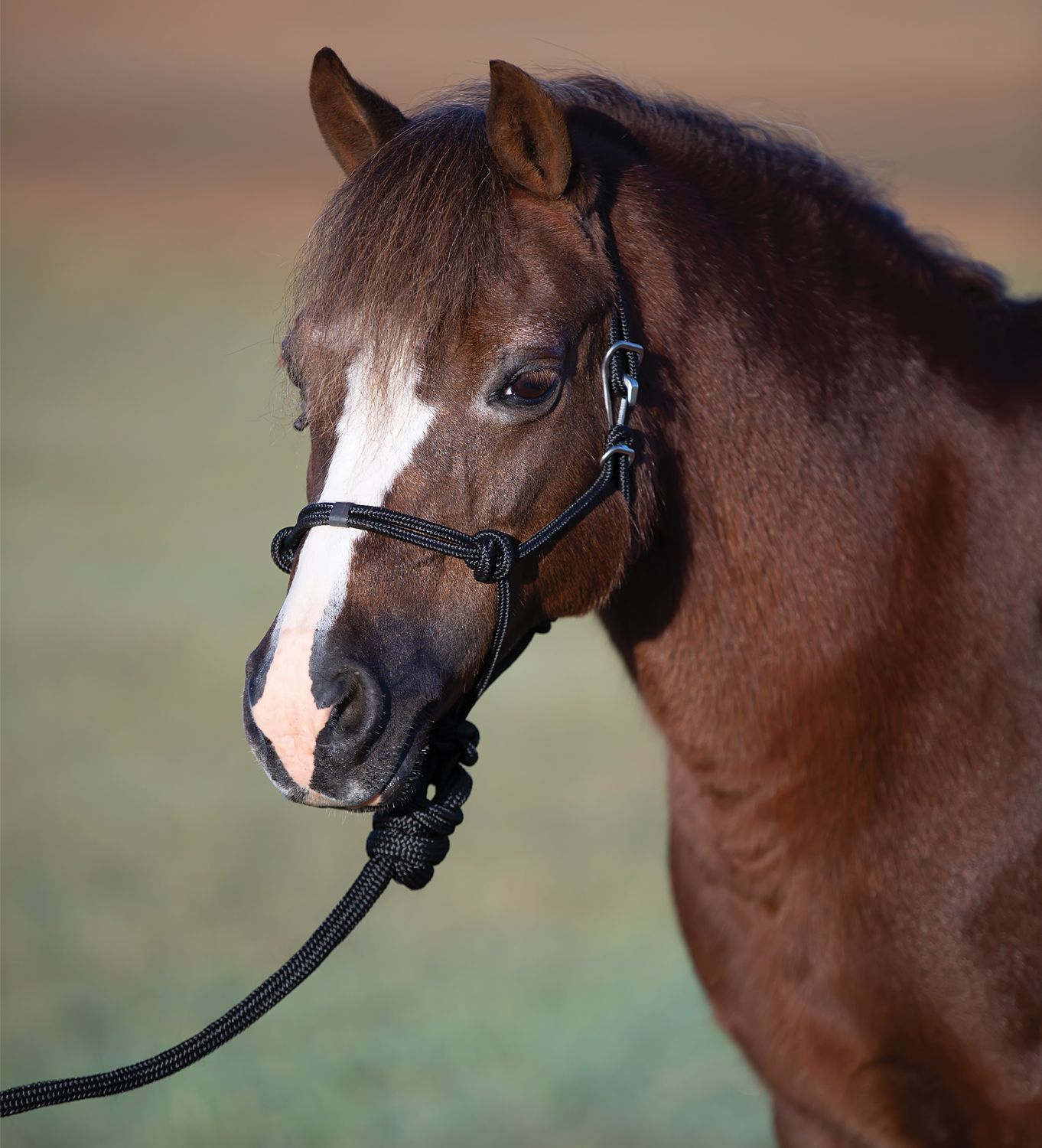 PROFESSIONAL&#39;S CHOICE EASY ON ROPE HALTER WITH ATTACHED LEAD [MINIATURE]