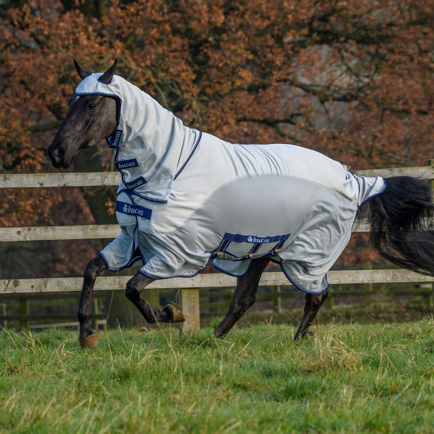 BUCAS SWEET ITCH X LIGHT SHEET