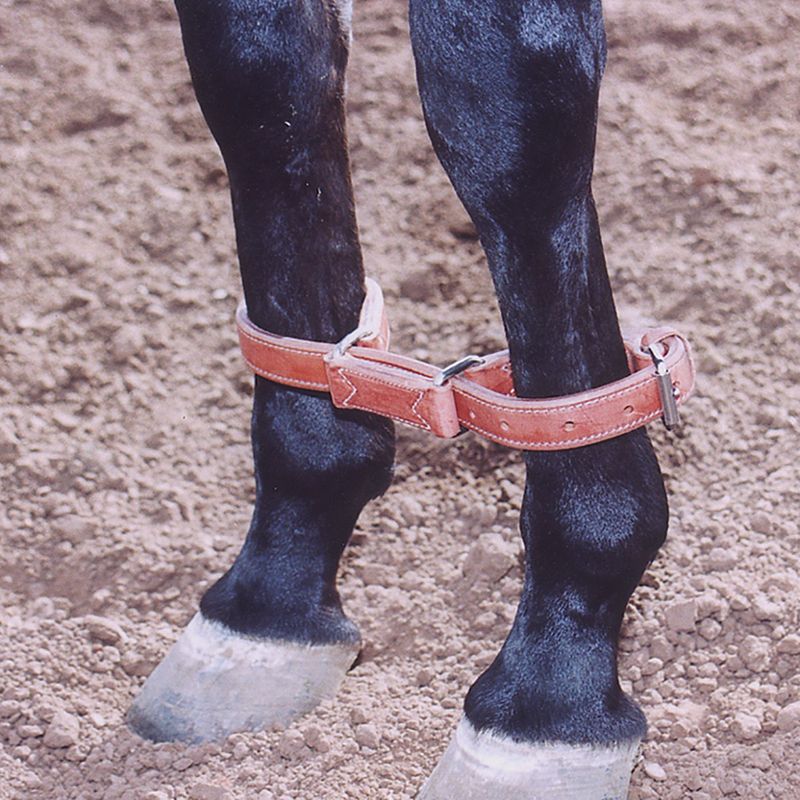 MARTIN SADDLERY DOUBLE STITCHED HARNESS HOBBLES
