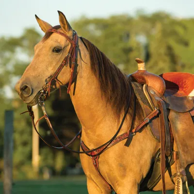 WEAVER CARVED 5/8" PONY BROWBAND HEADSTALL