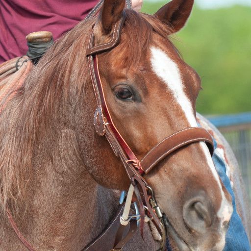 MARTIN SADDLERY DOUBLE ROPE NOSEBAND HARNESS