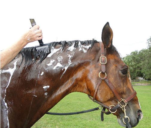Aqua Comb