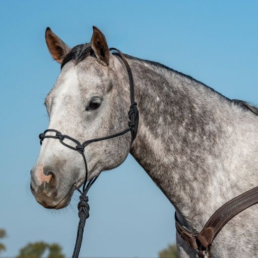 CLASSIC EQUINE CHAIN LINK ROPE HALTER