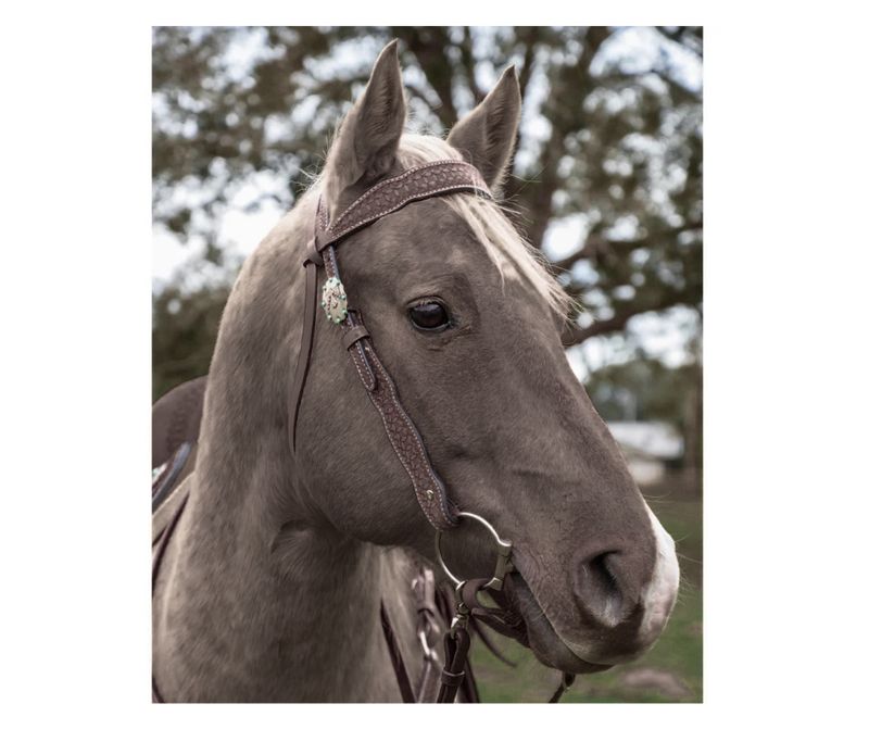 CIRCLE Y WINDSOR CHOCOLATE BROWBAND HEADSTALL