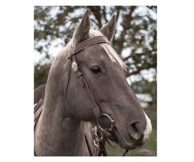 CIRCLE Y WINDSOR CHOCOLATE BROWBAND HEADSTALL