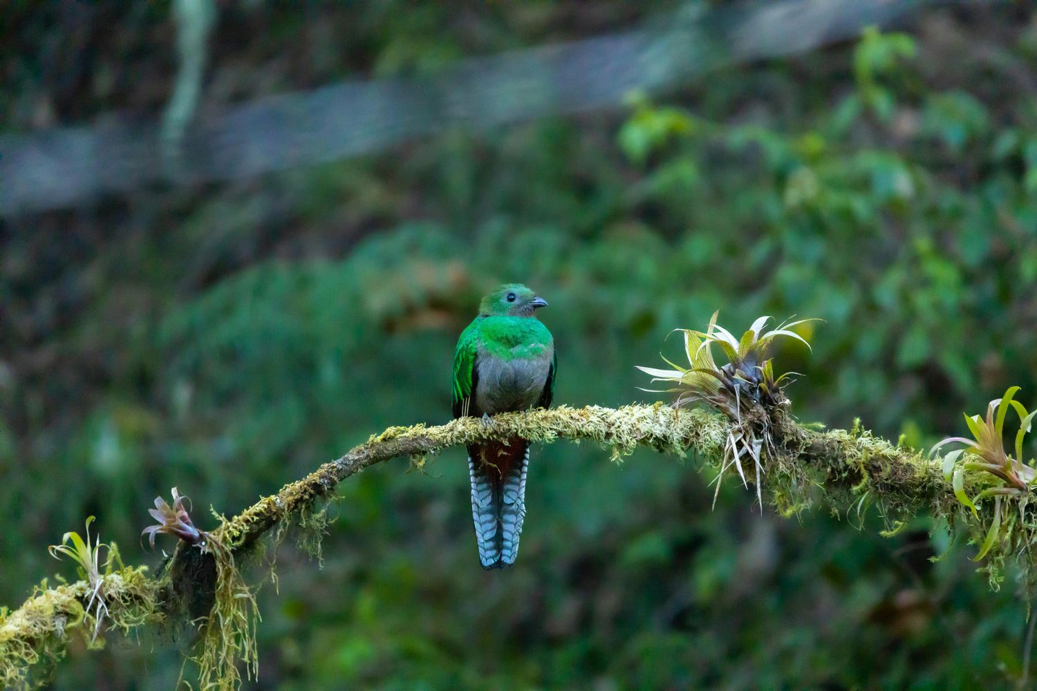 Antigua to Biotopo del Quetzal