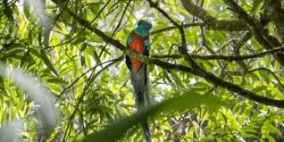 Guatemala City to Biotopo del Quetzal