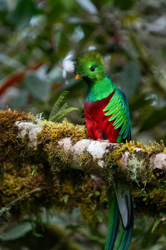 Biotopo del Quetzal Tour