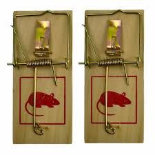 Mouse trap wood