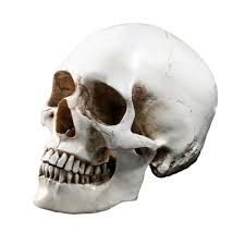 Skull head