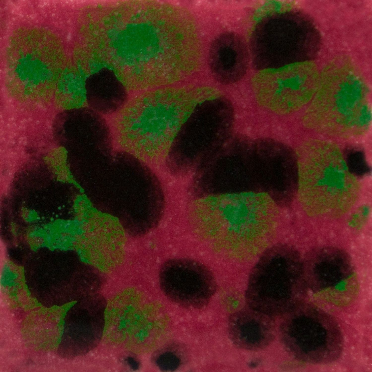 CG1005P - MAROON LAGOON - PINT