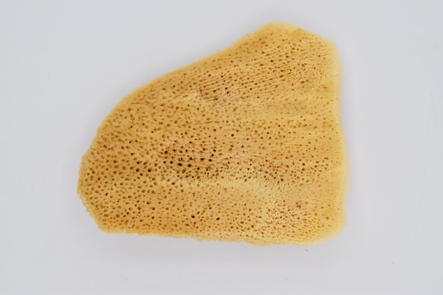 ELEPHANT EAR SPONGE 4&quot;