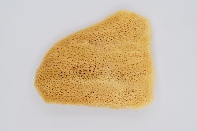 ELEPHANT EAR SPONGE 4&quot;