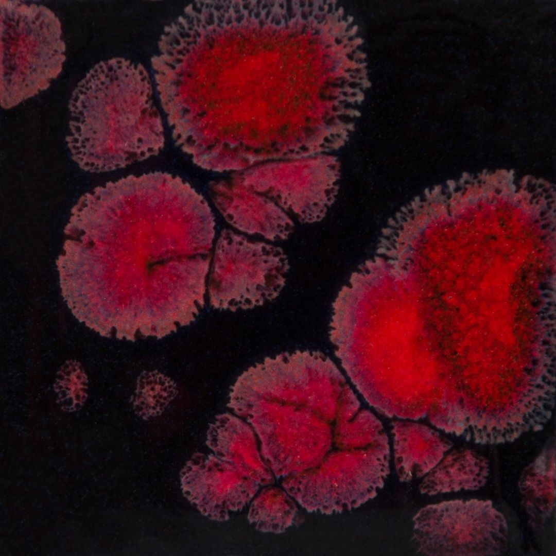 CG779P - BLACK OPAL - PINT