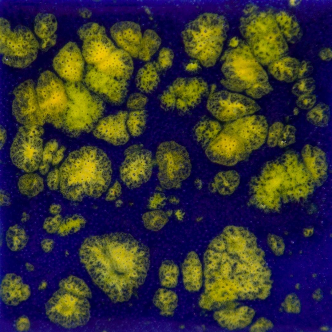 CG990P - STARRY NIGHT - PINT
