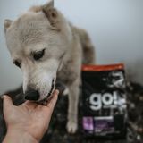 Dry Food