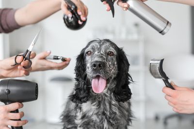Grooming Accessories