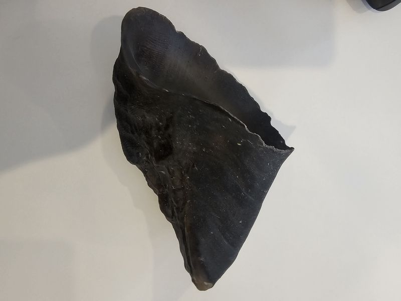 Sabot de boeuf
