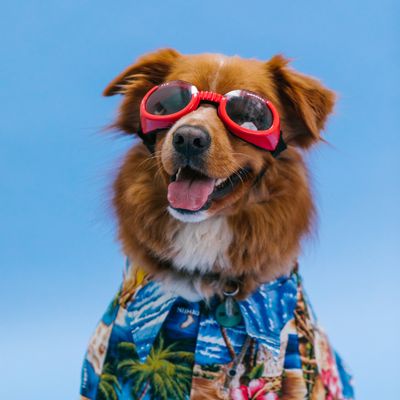Clothing and Accessories