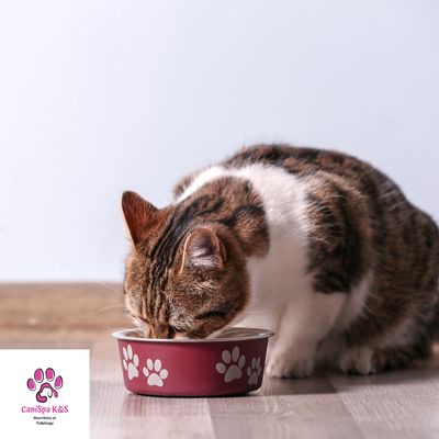 Cat Food