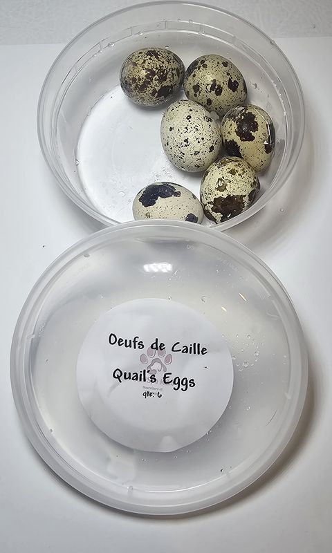 Oeufs de Caille