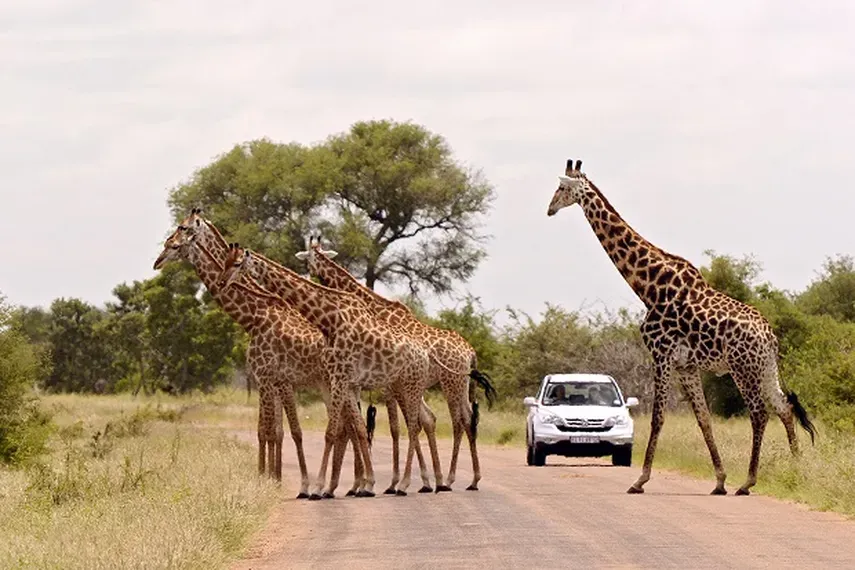 SUDAFRICA ENCANTO & AVENTURA EN SAFARI | 08 de Noviembre – 16 de Noviembre 2025