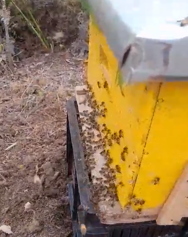 GUARDIAN/A DE ABEJAS 2025