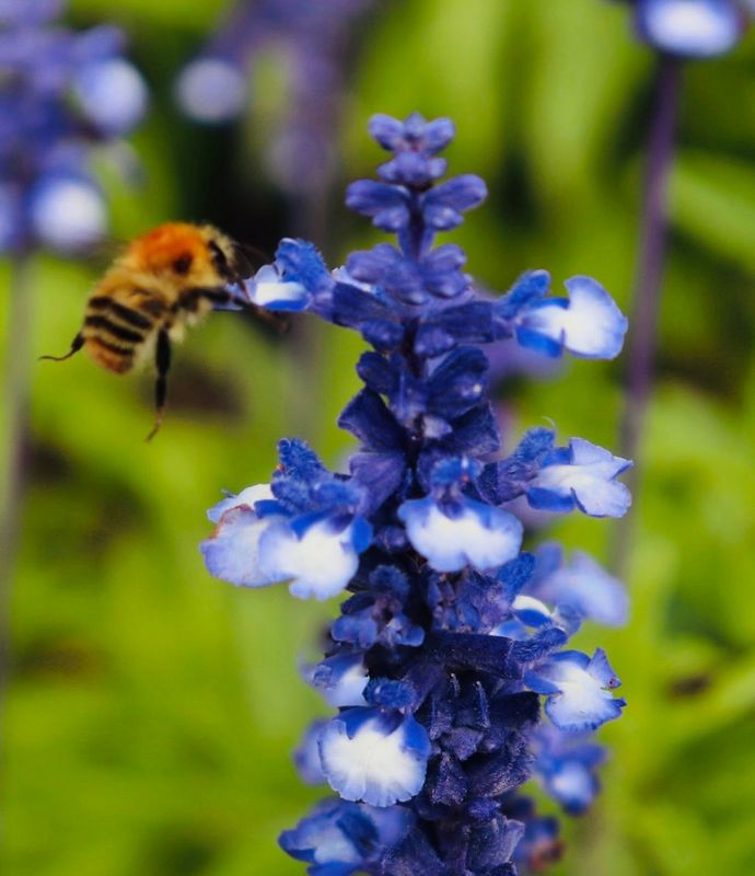 The Bee Nice Canvas Multi Sizes